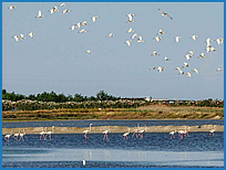 Zona Umida di Margherita di Savoia